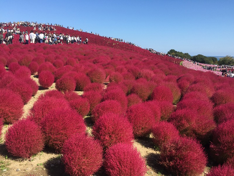 コキア・・・リベンジ